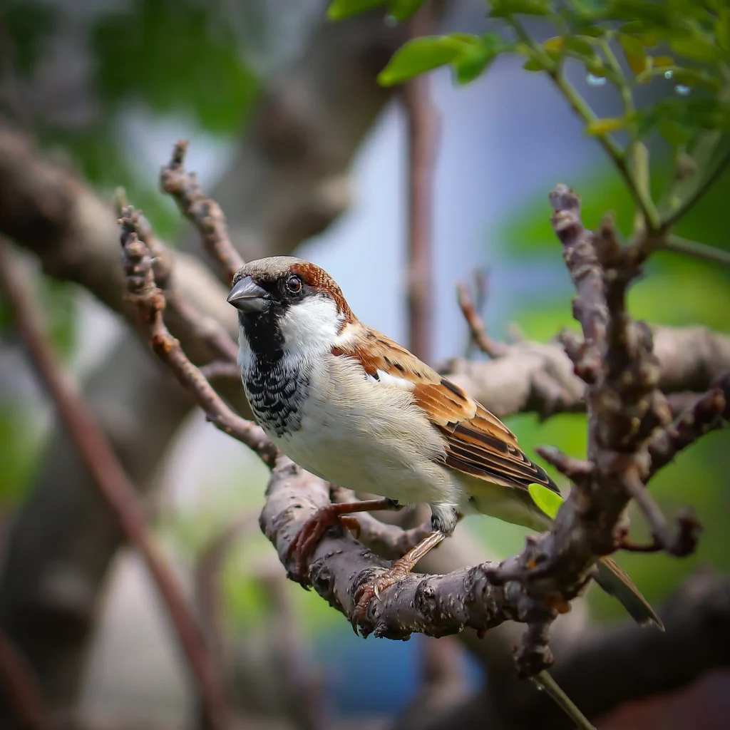 sparrow spiritual meaning