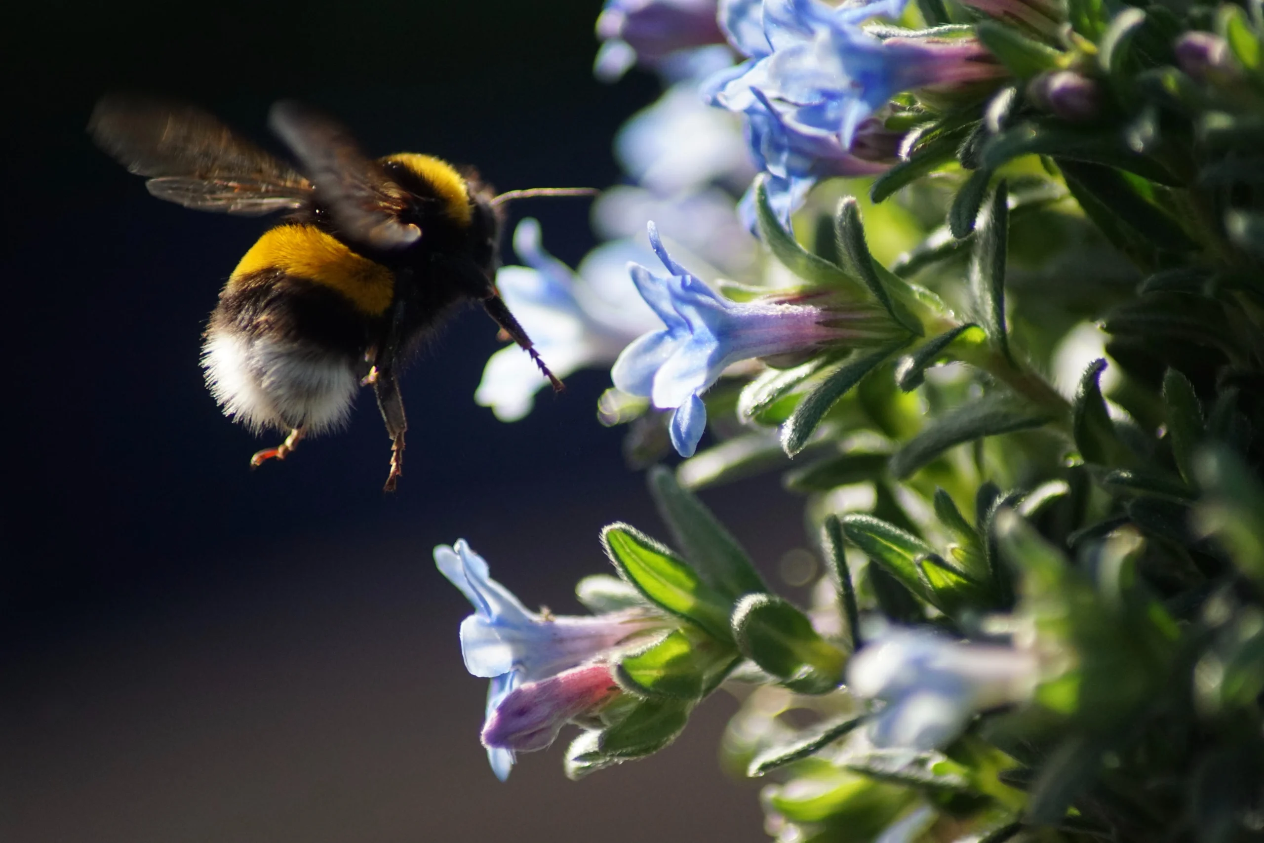 Bumblebee Spiritual Meaning: Work Hard In 2024?