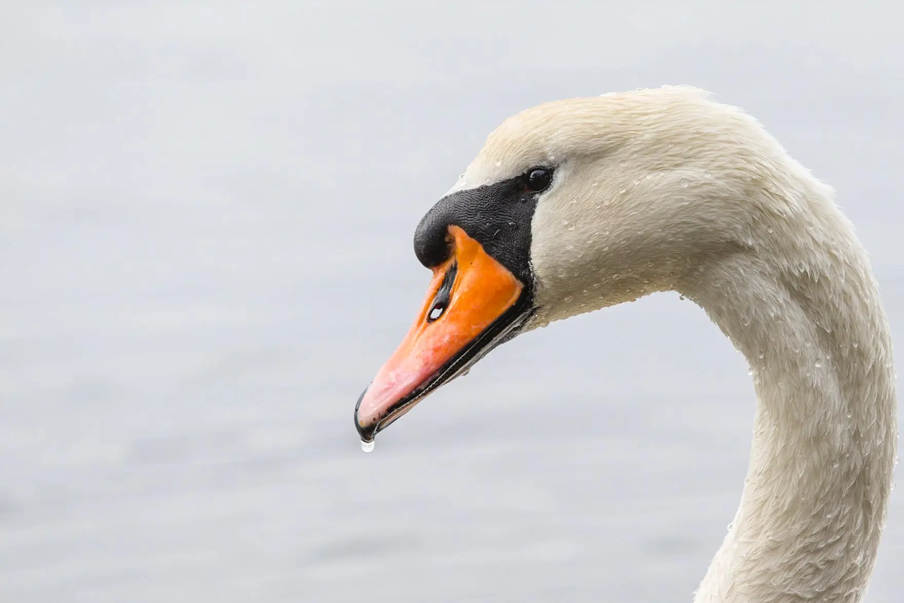 Swan: Spiritual Meaning of a Swan: Love in 2024?