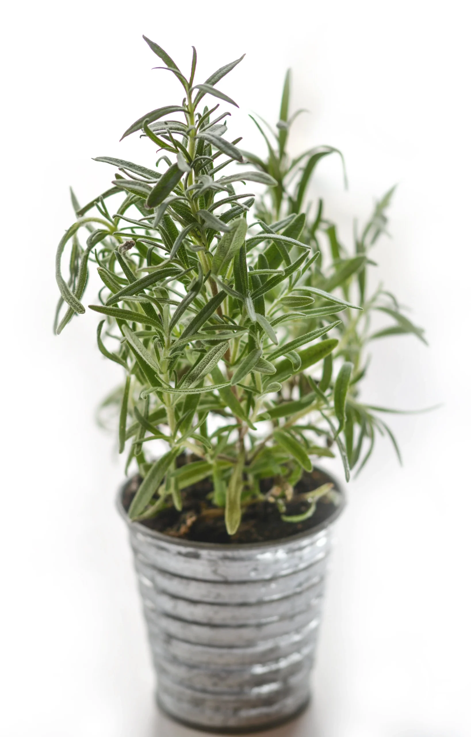 Rosemary Spiritual Meaning Is Good Luck