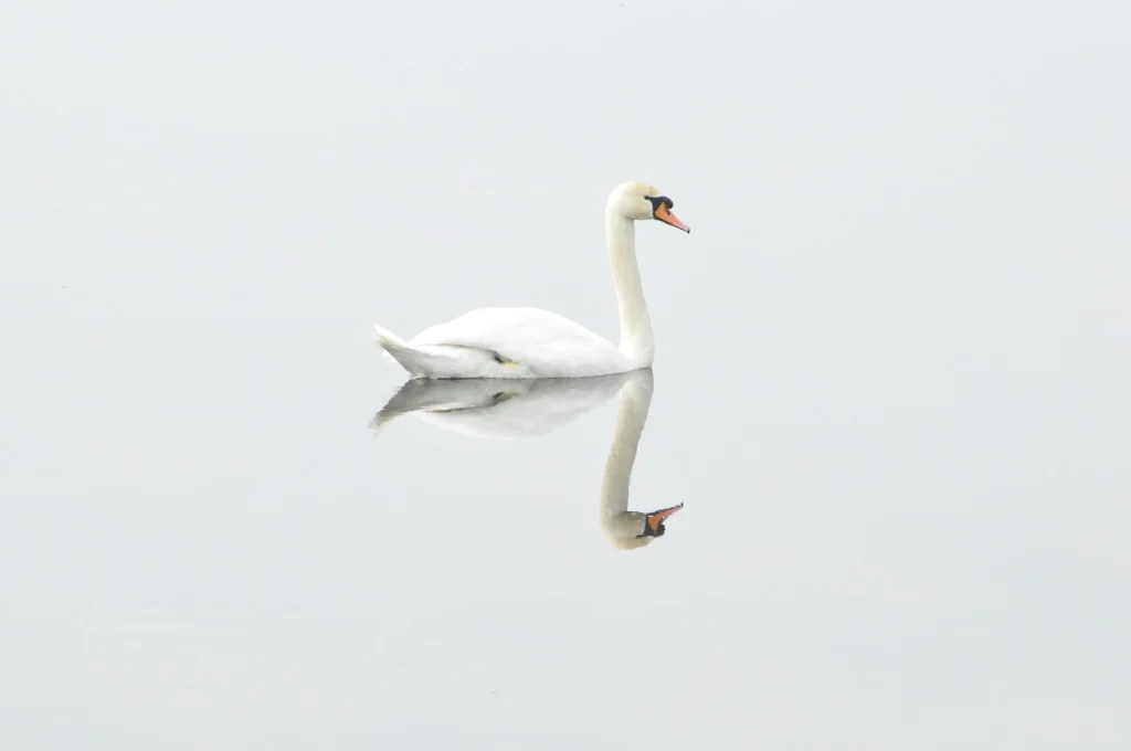 Swan: Spiritual Meaning of a Swan: Love in 2024