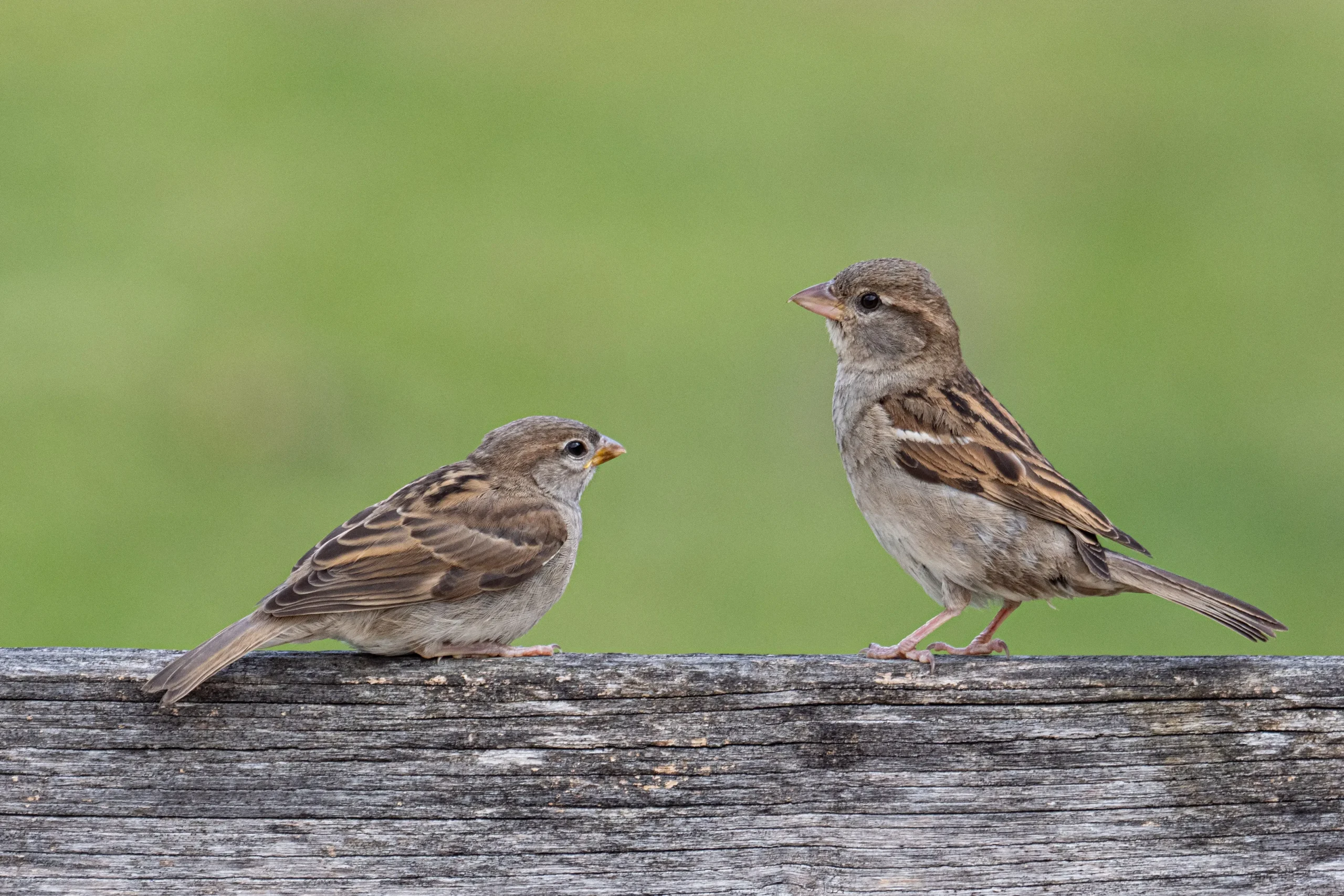 sparrow spiritual meaning