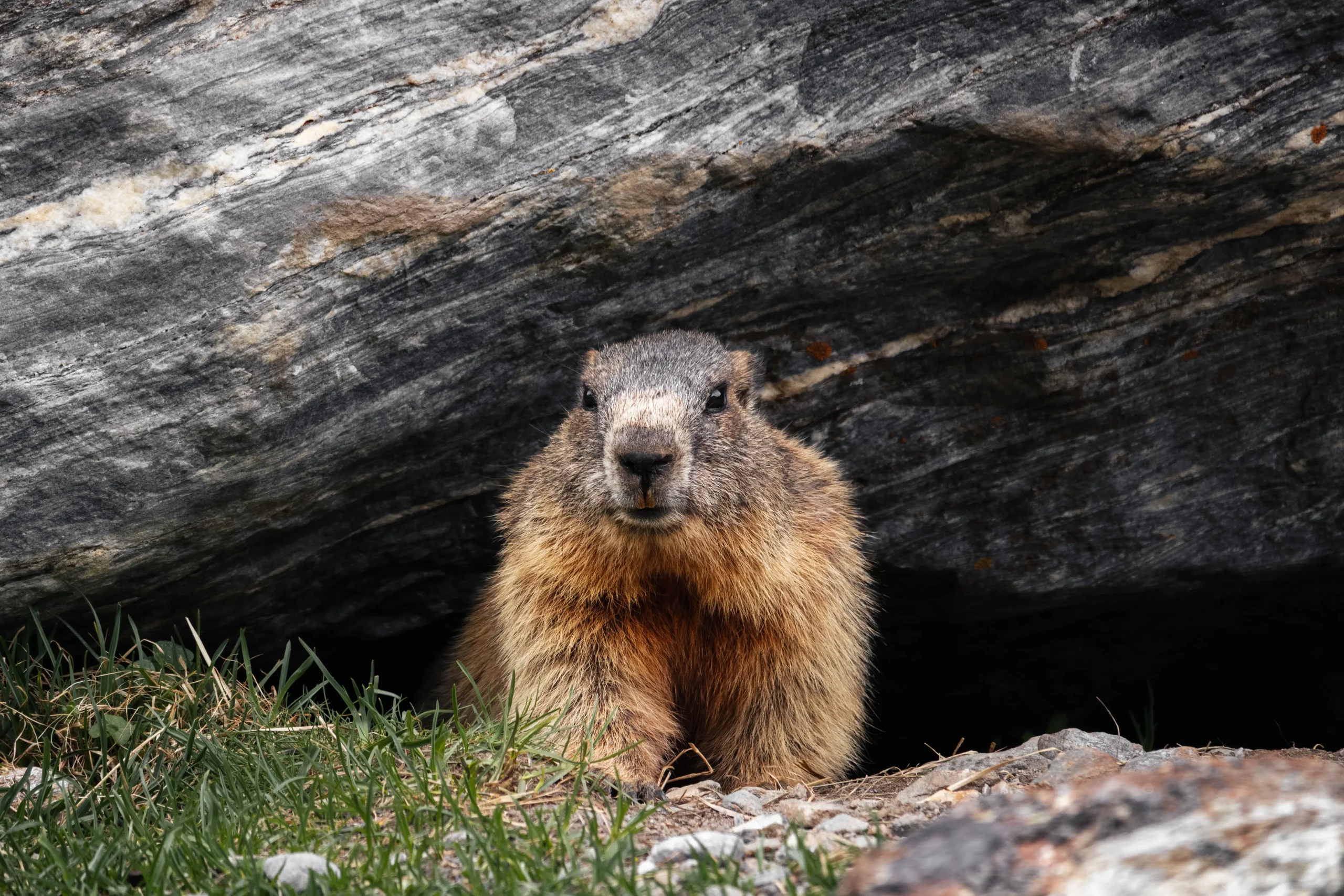 Groundhog Spiritual Meaning Is Good Luck?