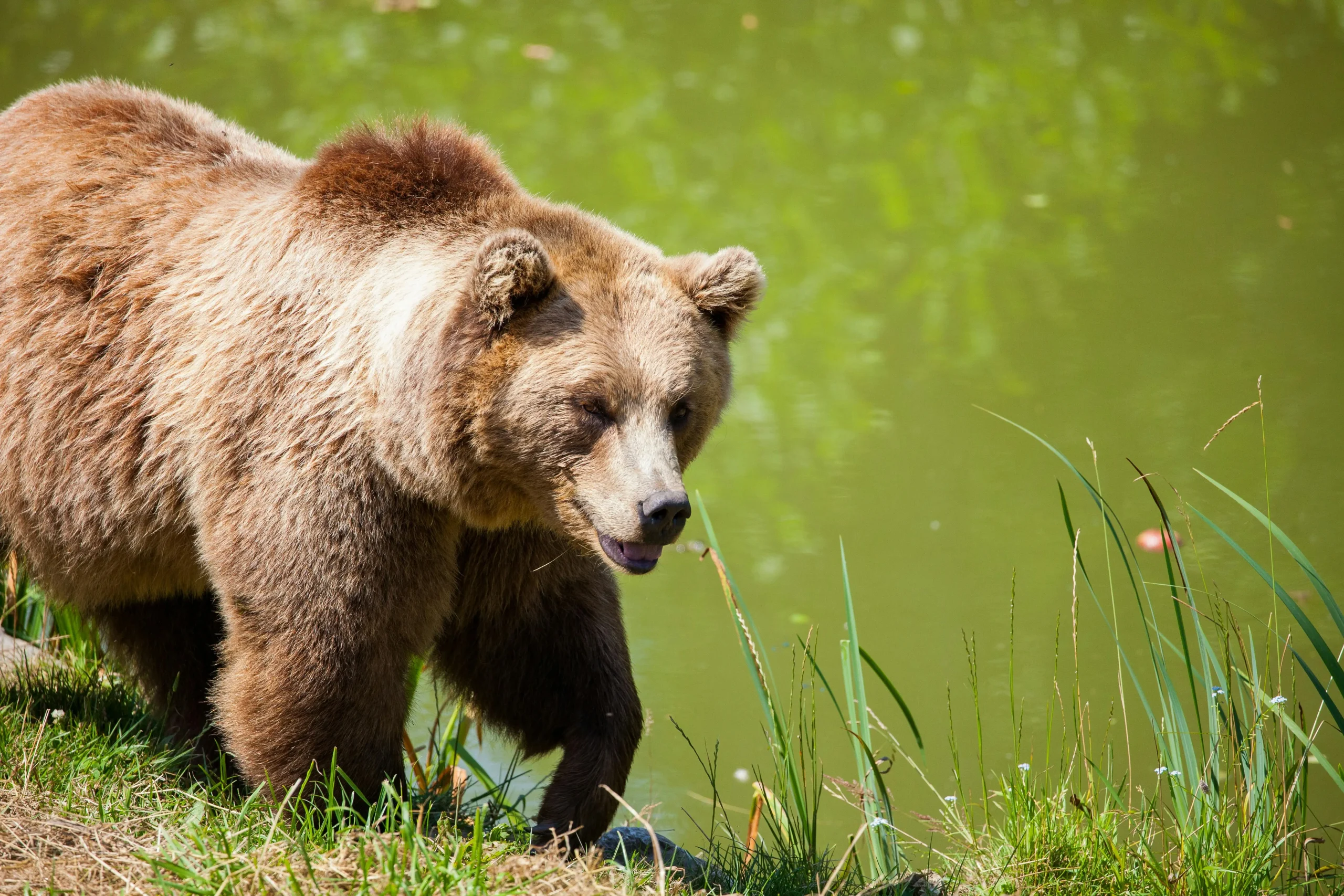 bear spiritual meaning