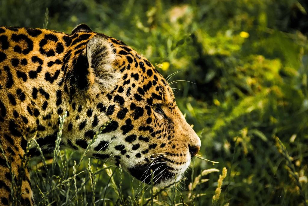 jaguar spiritual meaning