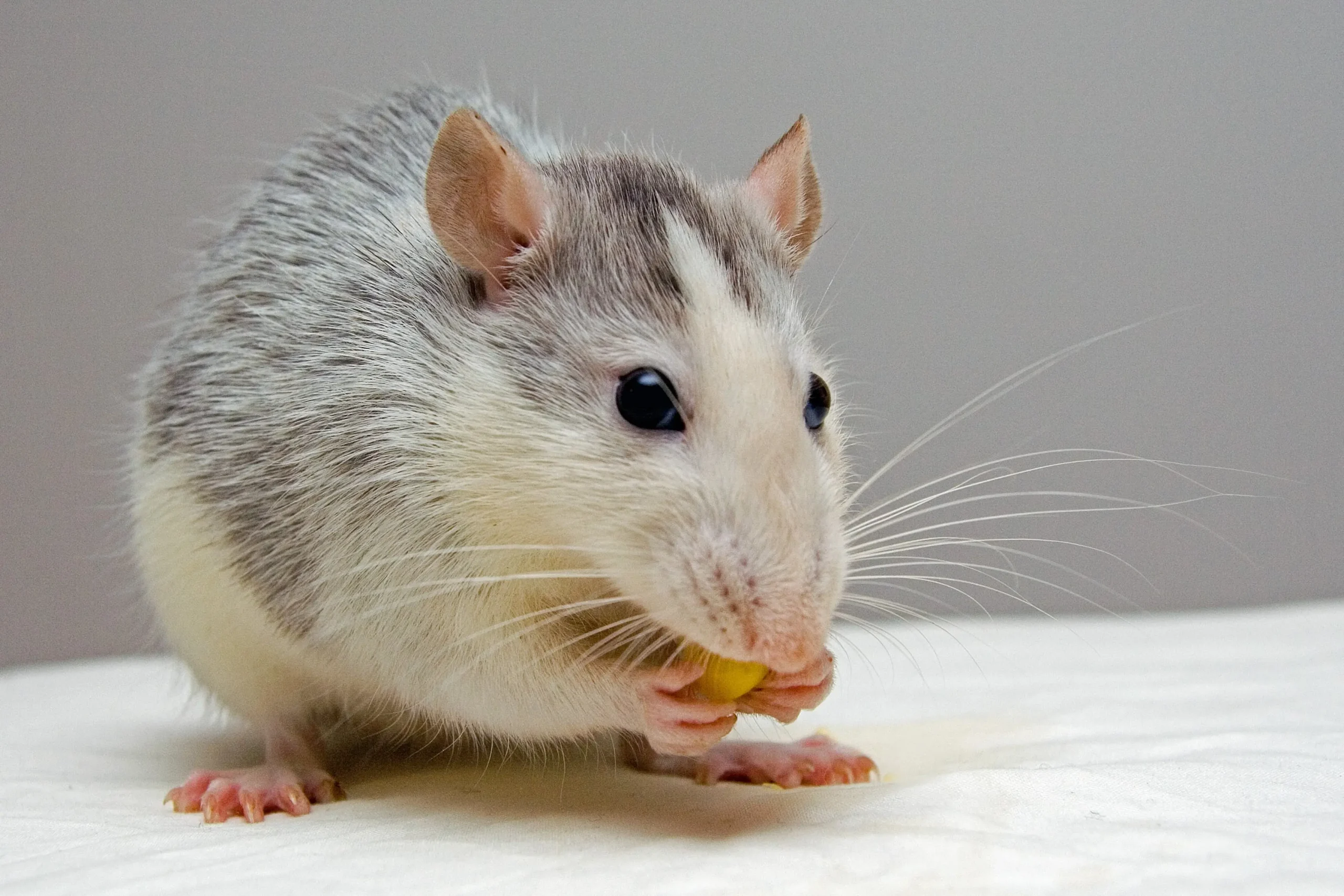15 Spiritual Meaning Of Rats In Dreams