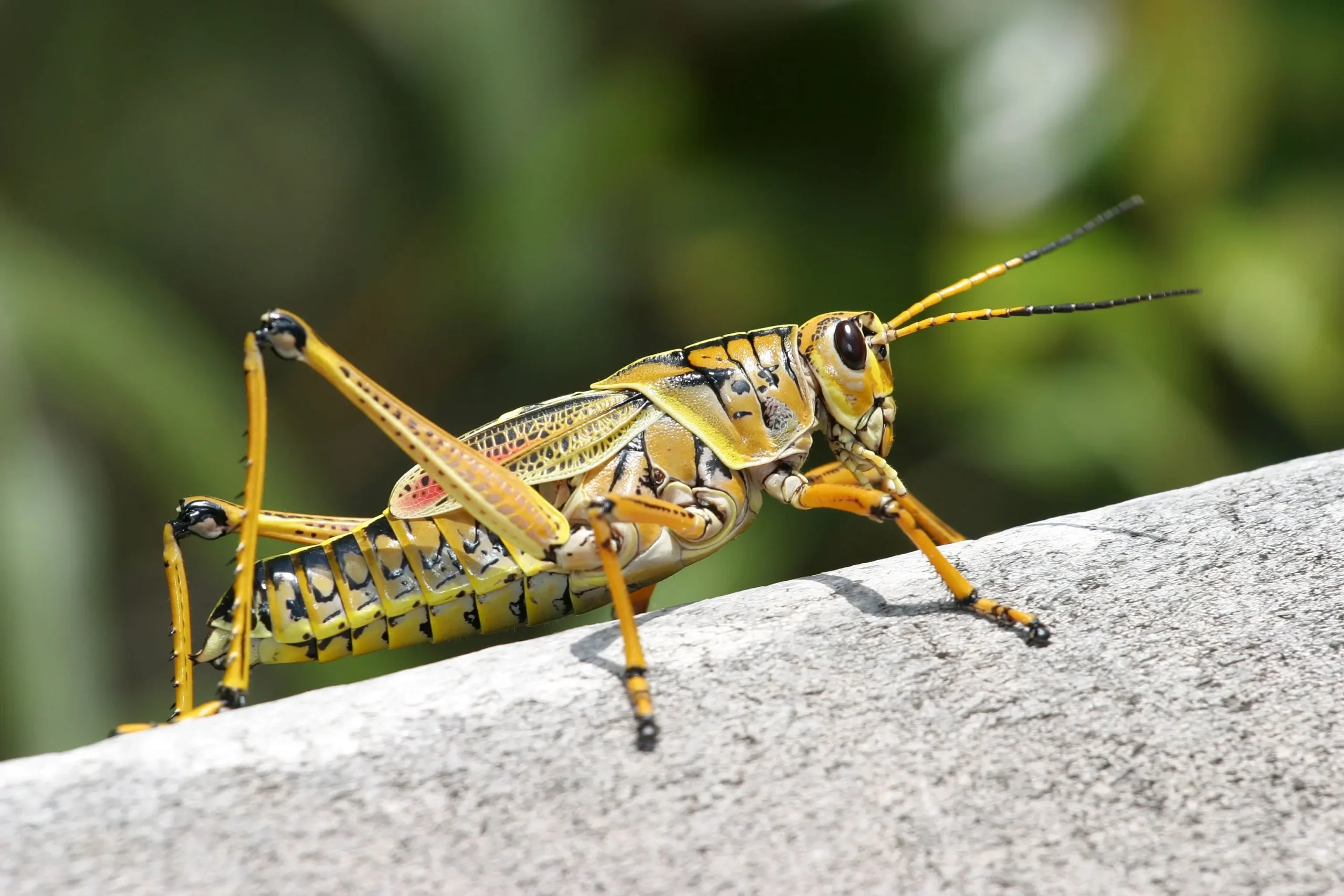 Grasshoppers Spiritual Meaning: Balance!