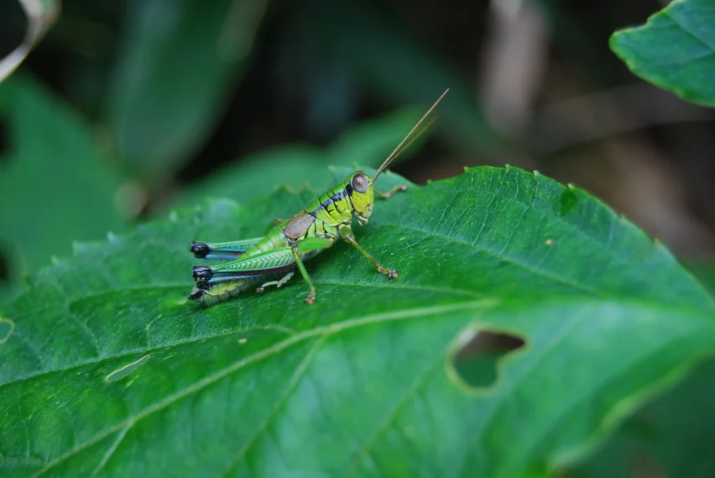 grasshopper spiritual meaning 