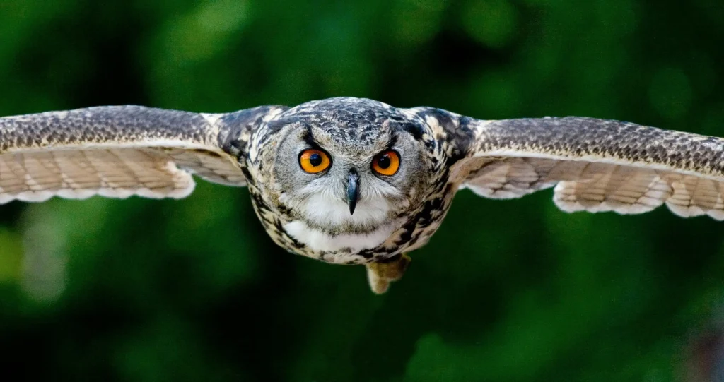owl spiritual meaning 